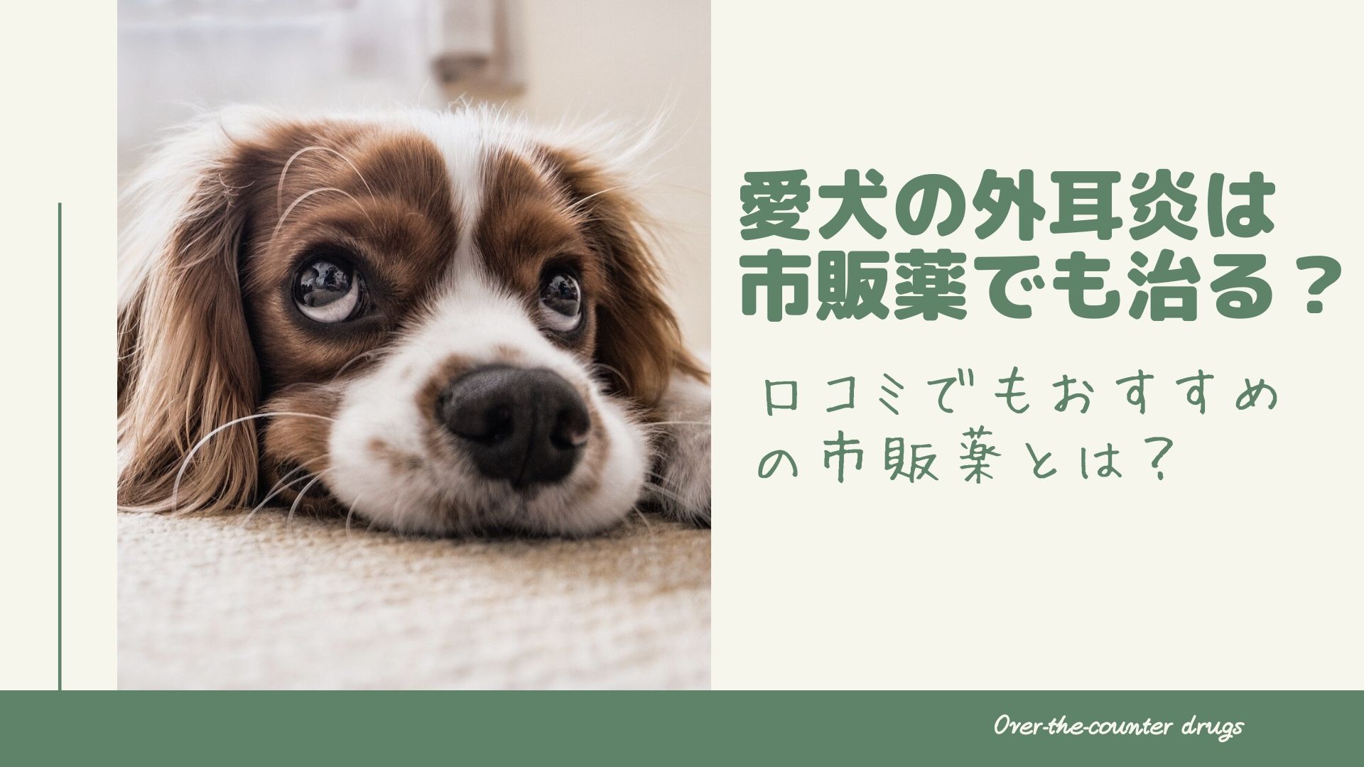 愛犬の外耳炎は市販薬でも治る 口コミでもおすすめの市販薬とは はぴねす