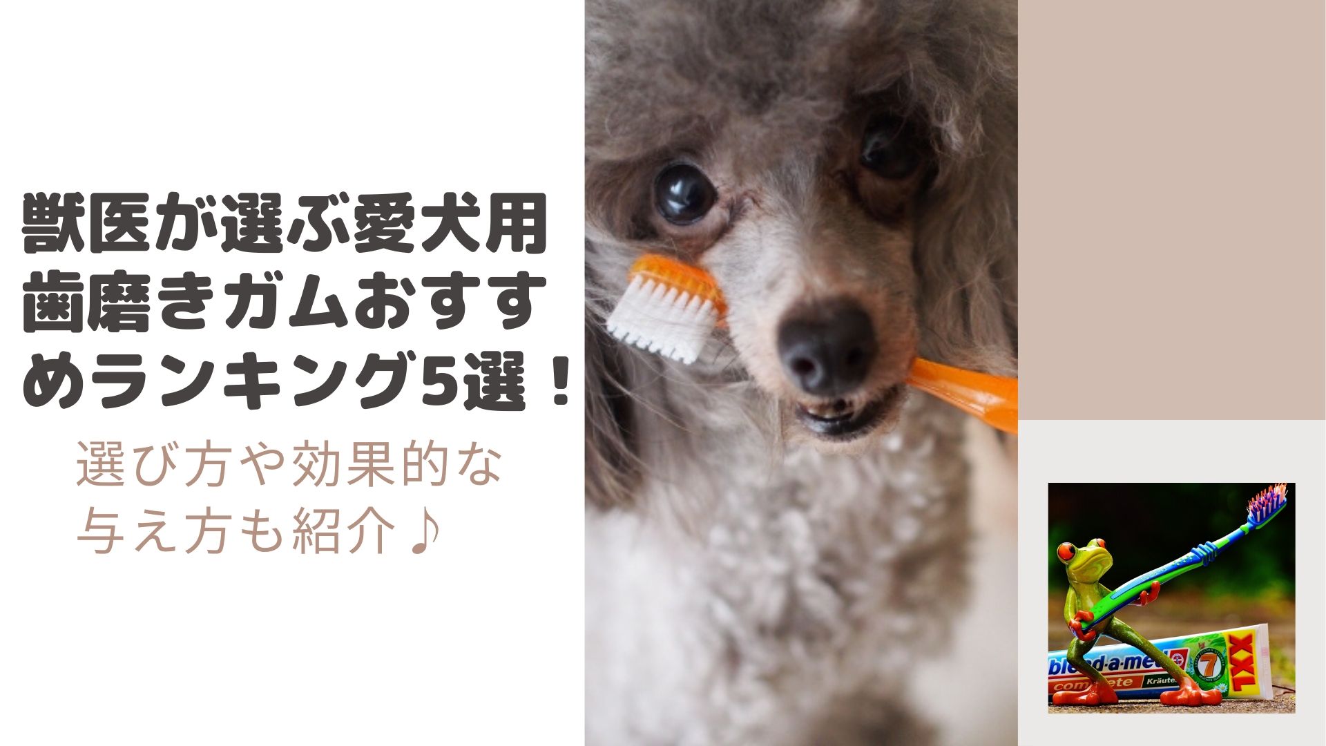 獣医が選ぶ愛犬用歯磨きガムおすすめランキング5選 選び方や効果的な与え方も紹介 はぴねす