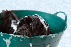 子犬 ワクチン 後 シャンプー