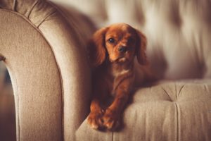 子犬 ワクチン 後 シャンプー
