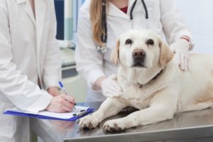老犬 散歩 倒れる