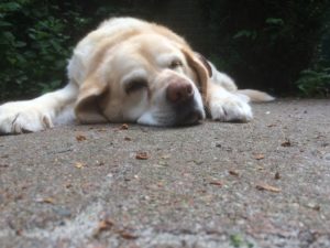 老犬 散歩 倒れる