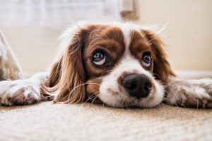 犬 膀胱炎 自然に治る