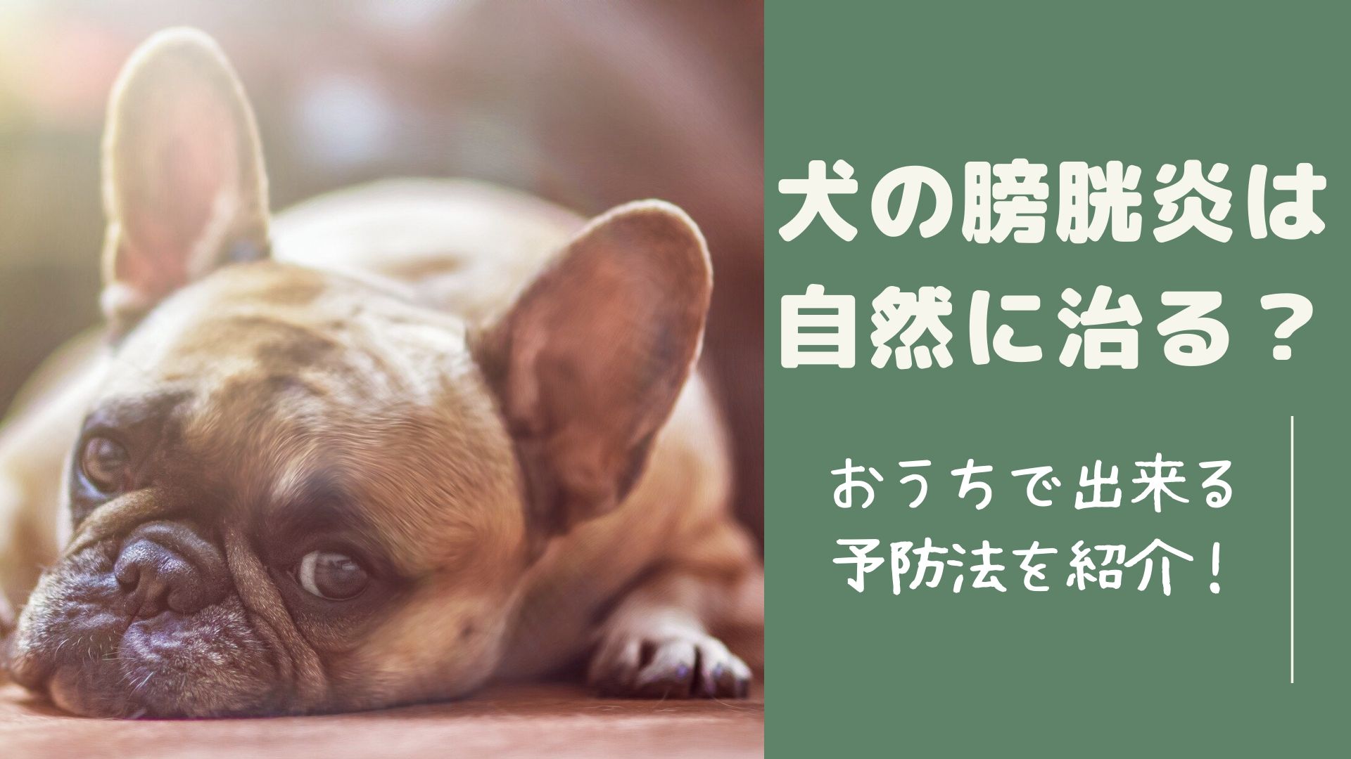 犬の膀胱炎は自然に治る おうちで出来る予防法を紹介 はぴねす