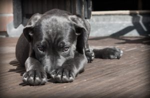 犬　膀胱炎
