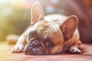 犬 イチゴ 食べていい量