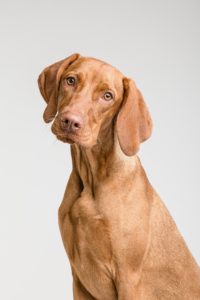 犬　膀胱炎
