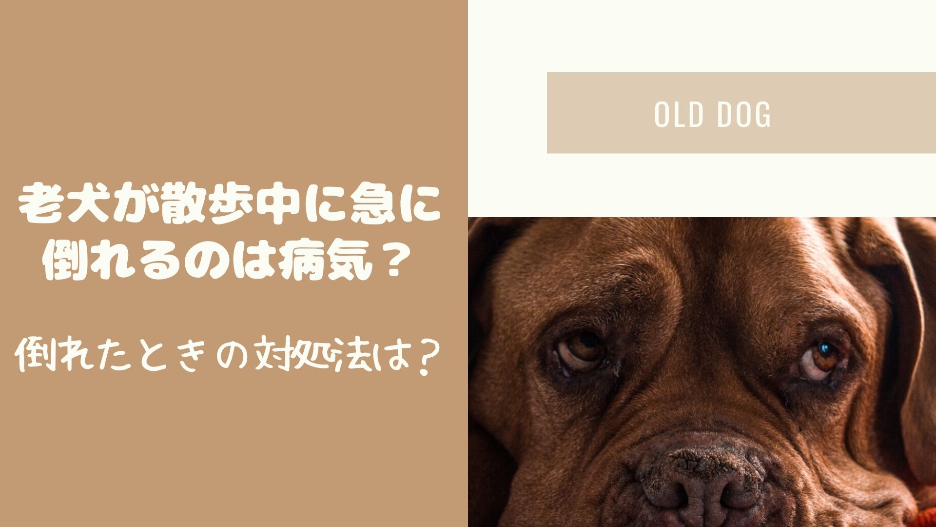 老犬が散歩中に急に倒れるのは病気 倒れたときの対処法は はぴねす