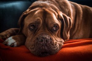 老犬 散歩 倒れる