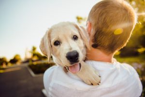 犬 膀胱炎 自然に治る