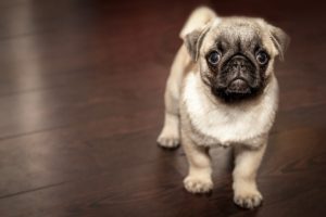 犬 膀胱炎 自然に治る