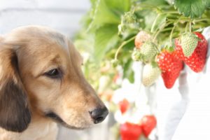 犬 いちご 量