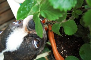 犬　イチゴ　食べてもいい量