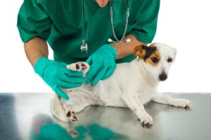犬 食べ物アレルギー 検査
