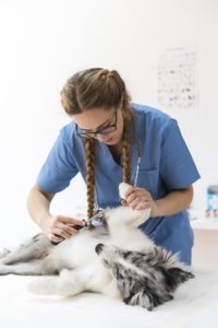 犬 食べ物アレルギー 検査