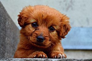 子犬 トリミング 嫌がる