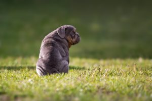 犬 食べ物アレルギー 症状