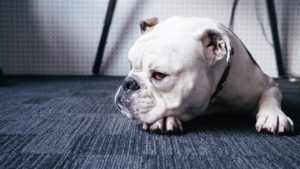 子犬 乳歯 折れた
