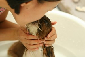 子犬 トリミング 嫌がる