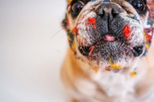 犬 食べ物アレルギー 検査