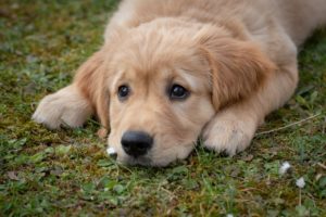 子犬　ご飯食べない　元気ない