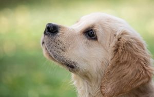 子犬 乳歯 折れた