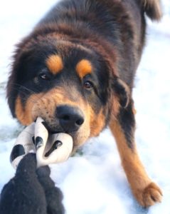 子犬 乳歯 折れた