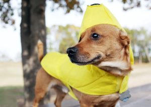 犬 バナナ あげていい