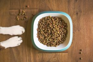 子犬 ご飯食べない 対策