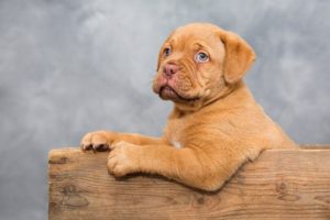 子犬 乳歯 折れた
