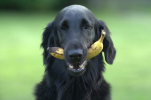 犬 バナナ あげていい