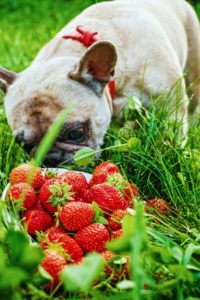 犬 いちご 大丈夫