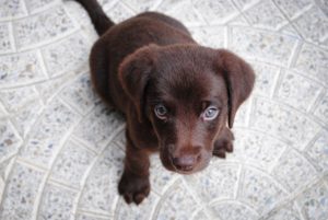 子犬 ご飯食べない 対策