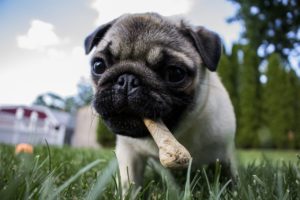 子犬 乳歯 折れた
