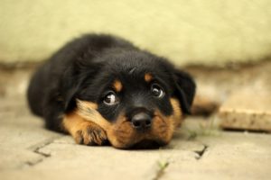 子犬 トリミング 暴れる