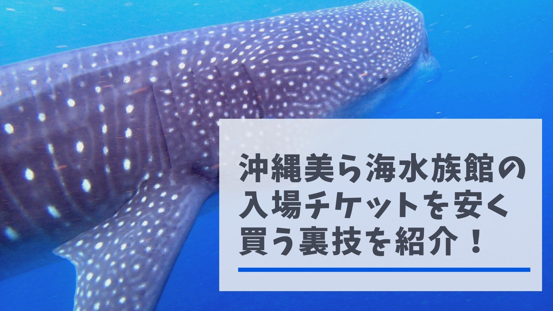 沖縄美ら海水族館の入場チケットを安く買う裏技を紹介！ | はぴねす