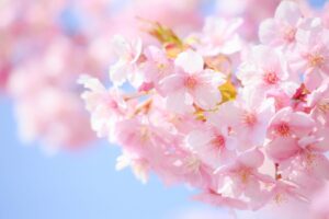 お花見 すること